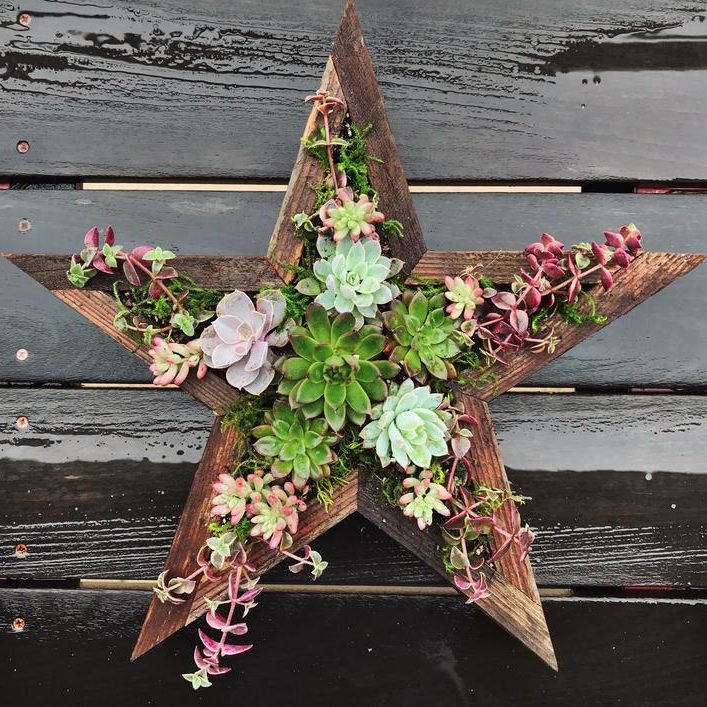 Succulent star